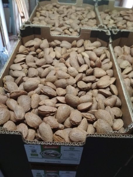 Almendras en cáscara Almendras en cáscara