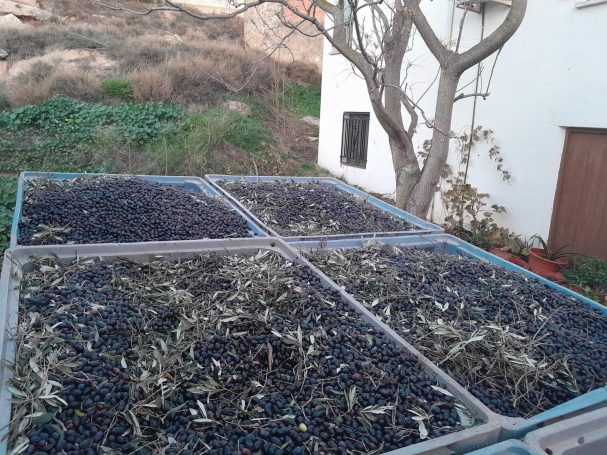 Recolección de aceituna